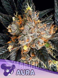 Aura - ANESIA SEEDS