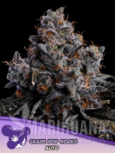 Grape Pop Rocks Auto - ANESIA SEEDS