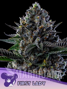 First Lady - ANESIA SEEDS