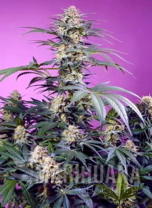 Monster Maker - SWEET SEEDS