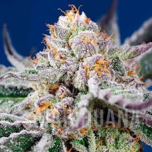 Pineapple Slush XL Auto - SWEET SEEDS