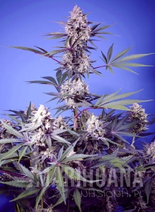 Mental Rainbow F1 Fast Version - SWEET SEEDS