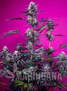 Studio 54 Stardust Auto - SWEET SEEDS