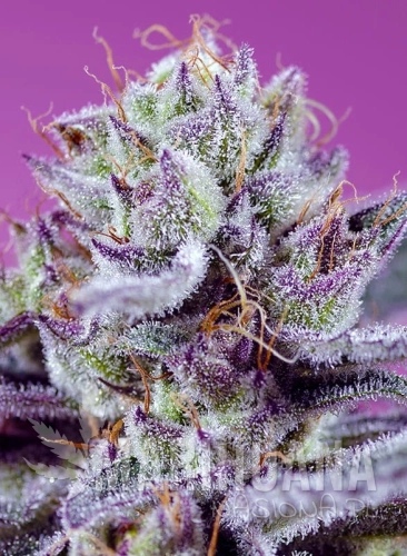diablos-delight-xl-auto.jpg