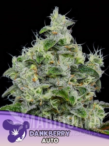 Dankberry Auto - ANESIA SEEDS