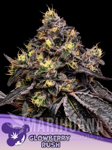 Glowberry-Rush-600x800-1.jpg