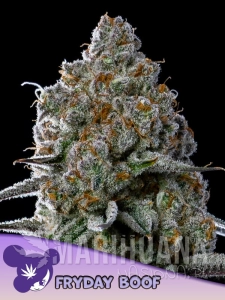 Fryday Boof - ANESIA SEEDS