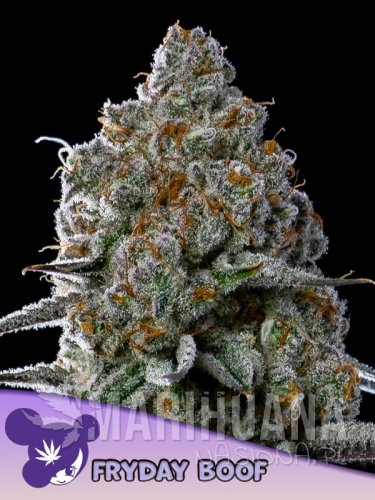 Fryday-Boof-600x800-1.jpg