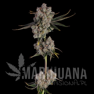 Candy Games #38 - HAPPY VALLEY GENETICS