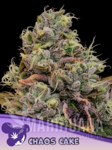 Chaos Cake Auto - ANESIA SEEDS