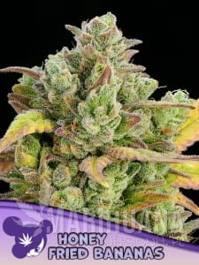Honey Fried Bananas - ANESIA SEEDS