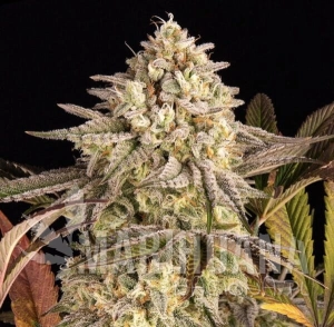 Blue Sunset Sherbert - BIOGENETIC