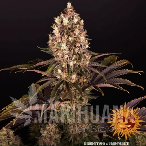 BlueBerry OG - BIOGENETIC
