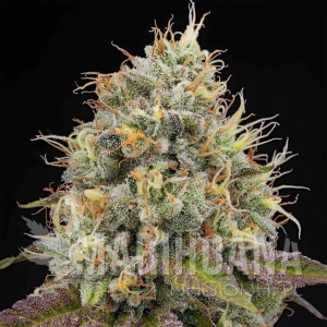 Bruce Banger - BIOGENETIC