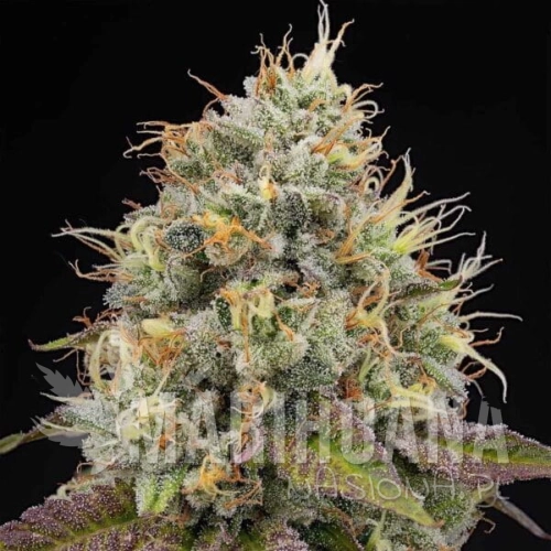 Bruce-Banger-600x600.jpg