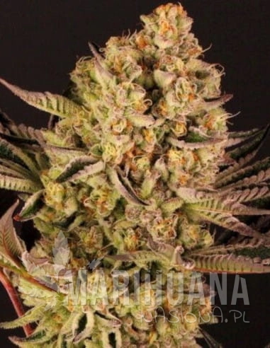 do-si-dos-33-feminizowane-indoor-biogenetic.jpg