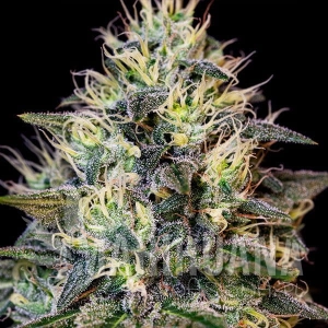 Gelato Cookies - BIOGENETIC