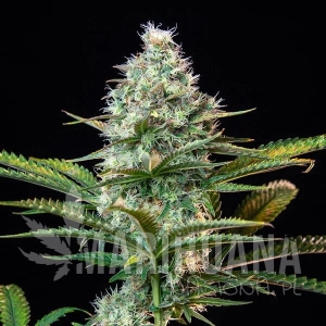 Gelato Zkittlez - BIOGENETIC