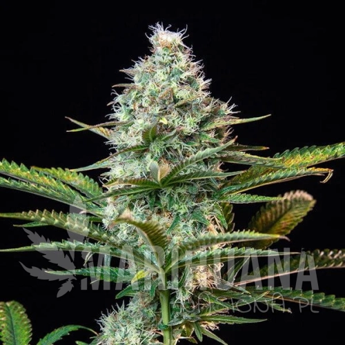 Gelato-Zkittlez.jpg