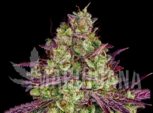 Mimosa Evo - BIOGENETIC