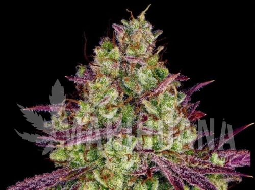 Mimosa-Evo-600x447.jpg