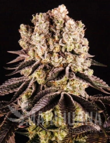 purple-punch-feminizowane-indoor-biogenetic.jpg