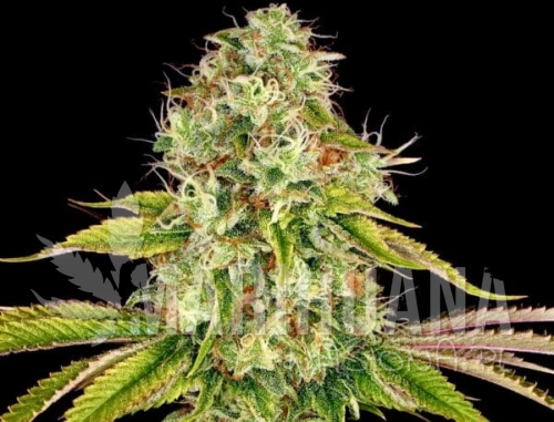 Weeding-Cake-600x458.jpg