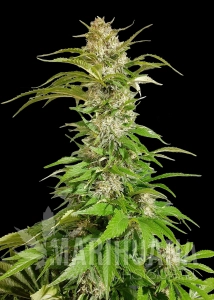 Early Skunk 2.0