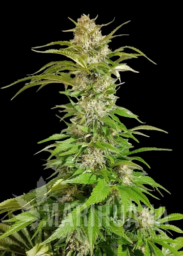 skunk-20-fast-version.jpg