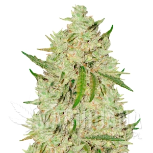 Amnesia Lemon Fast Version