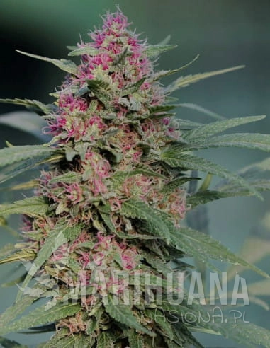 serious-6-feminizowane-serious-seeds.jpg