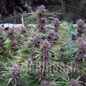 Purple Maroc x Hindu Kush