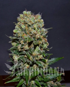 Partizan Express - KALASHNIKOV SEEDS