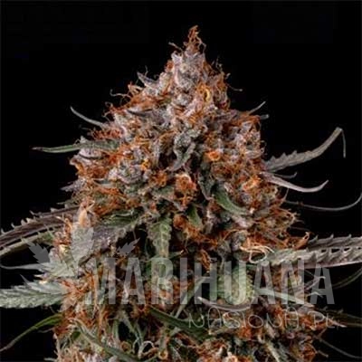 Permanent-Marker-Seedstockers-Superior-hanfsamen-weed-semillas-cannabis-graines.jpg