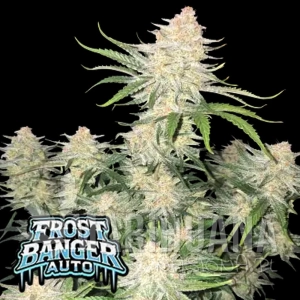 Frostbanger Auto - FASTBUDS