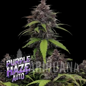 Purple Haze Auto - FASTBUDS