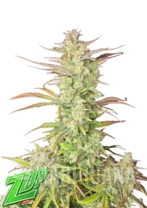 Z-Up Auto - FASTBUDS