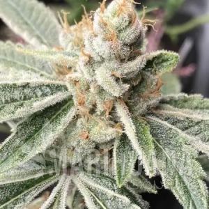 Banana Cake - INHOUSE GENETICS