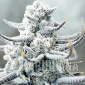 Sugar Cane - INHOUSE GENETICS