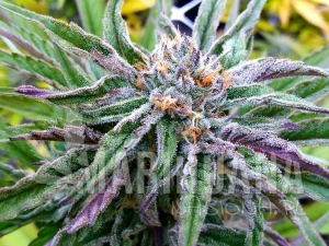 Blueberry Muffins CBD