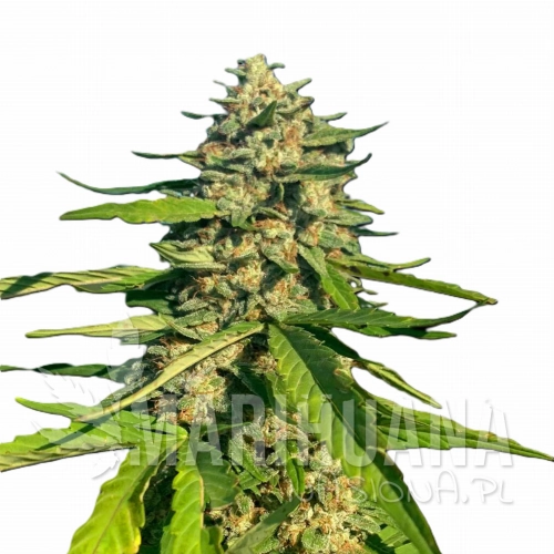 CBG_Critical_Mass.jpg