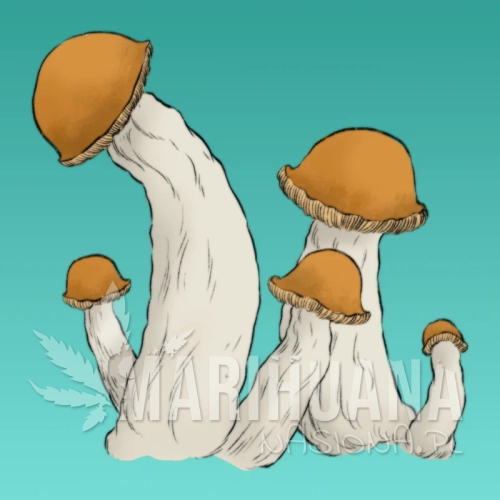 Growkit-Makilla-Full-Auto.webp