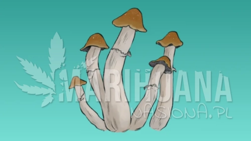 Growkit-Tidal-Wave-4-Full-Auto.webp