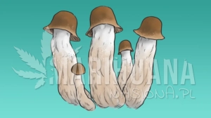 Growkit Penis Envy Full Auto