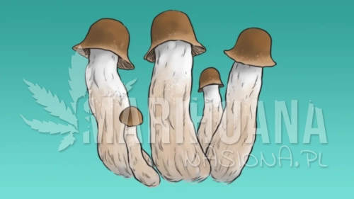 Grzyby-penis-envy-800x450.webp