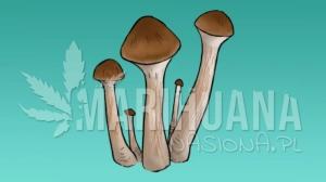 Growkit Malabar (MINI) Full Auto