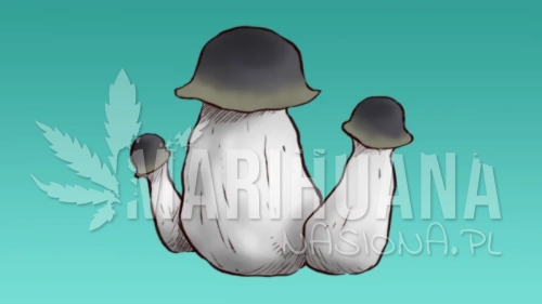 APE-800x450.webp