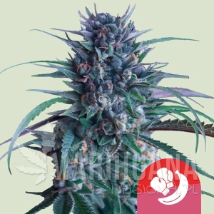 Banana Brawler - ROYAL QUEEN SEEDS X TYSON 2.0