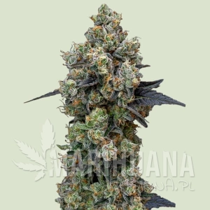 Orbital Banana F1 Hybryda - ROYAL QUEEN SEEDS