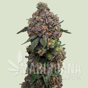 Cosmic Cheddar F1 Hybryda - ROYAL QUEEN SEEDS